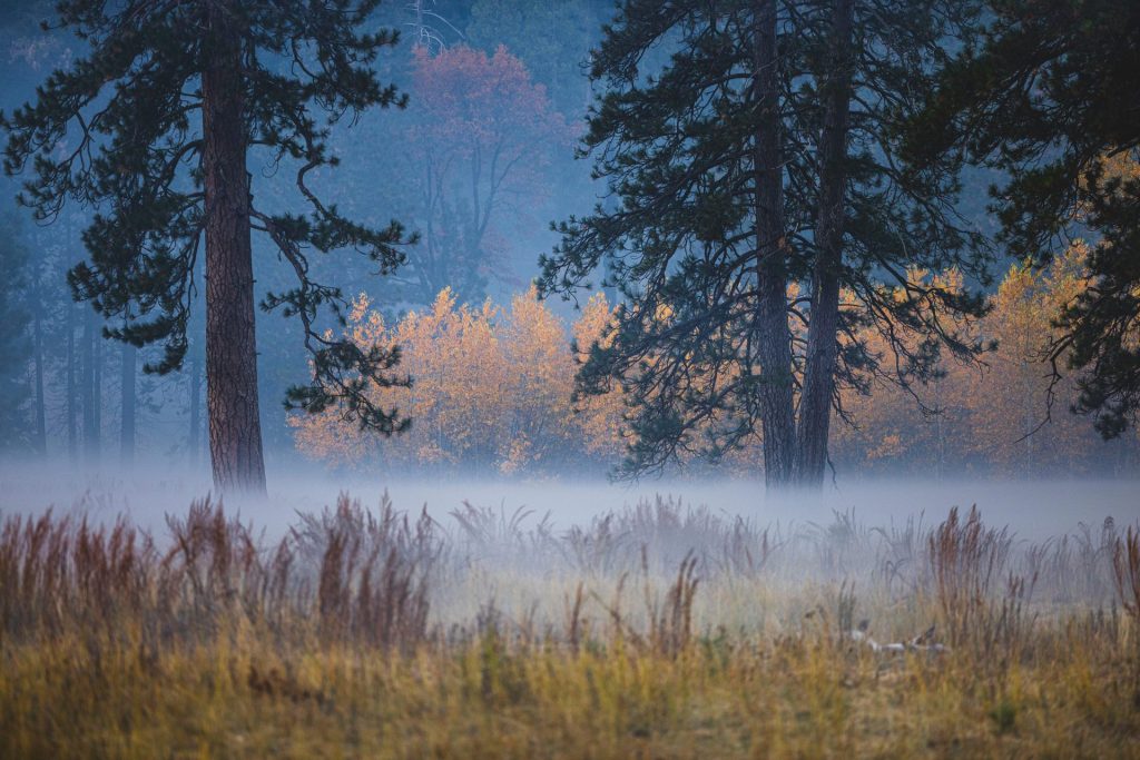 Serene autumn forest scene with mist and vibrant foliage.